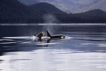 BC’s resident orca pod-level correlates.