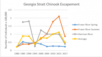 Chinook salmon in the SRKW range